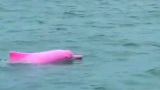 Have You Ever Seen a Pink Dolphin Yet? WATCH This Adorable Video to Get this Rare Sight