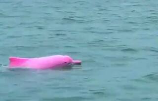 Have You Ever Seen a Pink Dolphin Yet? WATCH This Adorable Video to Get this Rare Sight