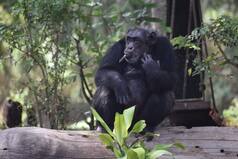 Zoo Bans Woman After She Confessed of Having an 'Affair' With a Chimpanzee
