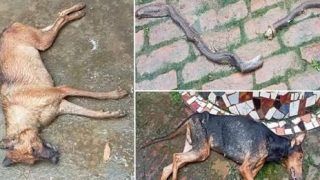 Nothing Like a Dog's Love: 2 Pet Dogs in UP Fight With Snake For Hours to Save Owner, Die After Being Bitten