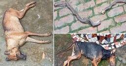 Nothing Like a Dog's Love: 2 Pet Dogs in UP Fight With Snake For Hours to Save Owner, Die After Being Bitten