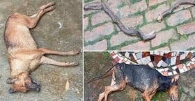 india.com top news