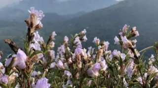 Neelanurinkji Flowers Bloom in Idukki's Shantanpara Shalom Hills After 12 Years