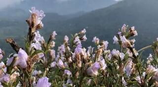 Neelanurinkji Flowers Bloom in Idukki's Shantanpara Shalom Hills After 12 Years