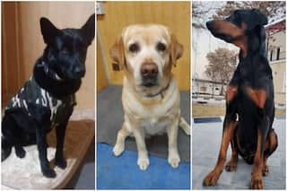 3 ITBP Dogs Who Guarded Indian Embassy in Kabul Return Home, Await New Role in Chhattisgarh