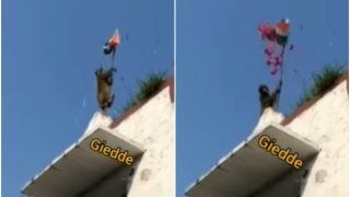 Viral Video: Patriotic Monkey Hoists Tricolour on Independence Day As People Clap & Cheer | Watch