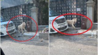 Pet Lion Spotted Wandering on Streets of Cambodia's Phnom Penh After Escaping From Villa | Watch