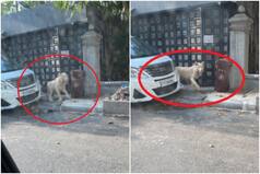 Pet Lion Spotted Wandering on Streets of Cambodia's Phnom Penh After Escaping From Villa | Watch