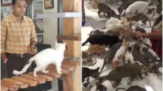 Gujarat Man Opens 'Cat Garden' Equipped With AC Rooms & Mini Theatre to Raise 200 Cats, Spends Rs 1.5 lakh Per Month