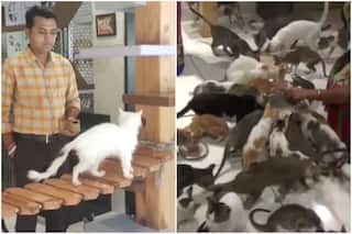 Gujarat Man Opens 'Cat Garden' Equipped With AC Rooms & Mini Theatre to Raise 200 Cats