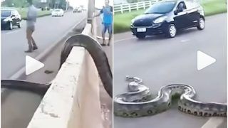 Viral Video: Traffic Halts As Giant Anaconda Crosses Busy Road, Video Creeps Out Netizens | Watch