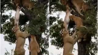 Way of The Wild: Viral Video Shows 6 Hungry Lions Climbing Tree & Fighting For a Deer | Watch