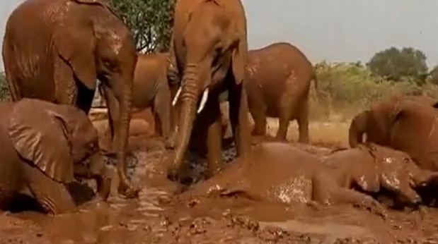Viral Video: Elephants Enjoy 'Pool Party', Have Fun Bathing & Playing in Mud | Watch