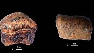 Rare Discovery: New Species of Jurassic Era Hybodont Shark Discovered in Jaisalmer