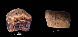Rare Discovery: New Species of Jurassic Era Hybodont Shark Discovered in Jaisalmer