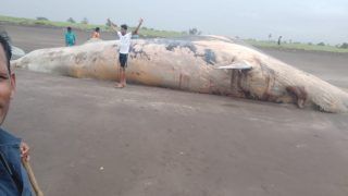 Giant Carcass of 40-ft-Long Whale Washes Ashore at Maharashtra's Mardes Beach, Locals Click Selfies With It