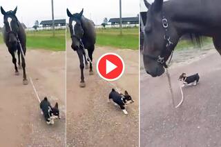 Dog Ka Video: दांतों में दबा ली लगाम और घोड़े को लेकर चलता बना डॉगी | Viral हो रहा मजेदार वीडियो
