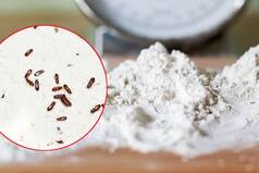 Insects Or Bugs Spoiling Your Atta This Monsoon? These 3 Easy Tips Would Help
