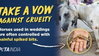 Ahead of Wedding Season, PETA Campaigns For Horse-Free Baraat Ceremony; Highlights Animal Cruelty