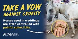 Ahead of Wedding Season, PETA Campaigns For Horse-Free Baraat Ceremony; Highlights Animal Cruelty