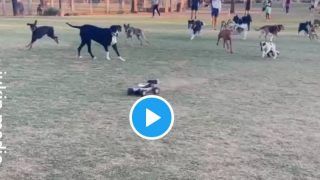 Viral Video of Park Full of Dogs Chasing a Remote Controlled Toy Car Will Leave You Amazed | WATCH