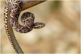 Can This Brazilian Viper Snake be The Biggest Help in Combating COVID-19? All we Know so Far!