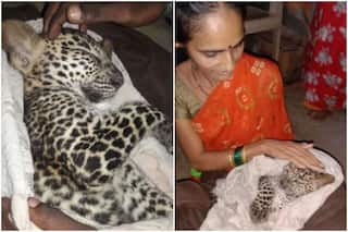 Leopard Cub Spotted Walking in Mumbai's Aarey Forest Amid Rain, Rescued & Wrapped in Blanket | Watch
