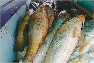 Crorepati Overnight! Maharashtra Fisherman Catches 157 Ghol Fish, Sells Them For Rs 1.33 Crore
