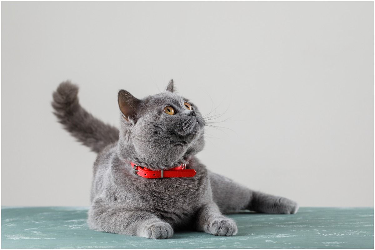 Fed up With Pet Hair in the Hom- Here Are Tips to Get Rid of it