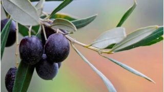 Olive Leaves Kadha: घर पर इस तरह बनाएं जैतून की पत्तियों का काढ़ा, इस बड़ी बीमारी से ग्रस्त लोगों के लिए हो सकता है रामबाण इलाज