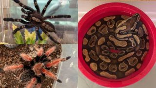 Landlord Finds 19 Tarantulas, 1 Ball Python Inside Apartment After Tenant Vacates House