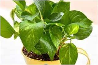 मनी प्लांट भी बना सकता है आपको गरीब! भूलकर भी ना करें कभी ये गलतियां, मां लक्ष्मी होंगी रुष्ट