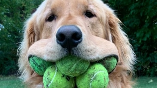 Golden Retriever Holds 6 Tennis Balls in His Mouth, Creates Guinness World Record | See Pics