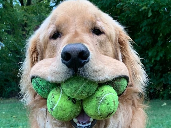 Golden Retriever Holds 6 Tennis Balls in His Mouth, Creates Guinness World Record | See Pics