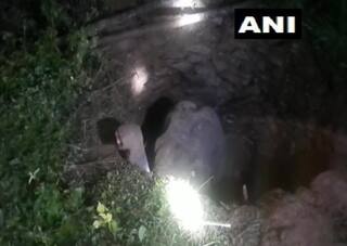 Wild Elephant Falls Into Deep Pit in Odisha's Mayurbhanj, Rescued in Midnight Operation