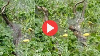 Naag Nagin Ka Video: पानी में प्रेम कर रहे थे नाग-नागिन, फिर जो हुआ देखकर हिल जाएंगे | Viral हो रहा ये वीडियो