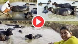 Sapna Choudhary And Her Husband Give Bath to Buffaloes, Then This Hilarious Thing Happens. Watch Viral Video