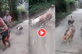 Doggy Ka Video: डॉगी को दे दी गधों वाली ट्रेनिंग, फिर जो काम करवाया देखकर हैरान हो जाएंगे | Viral हुआ ये Video