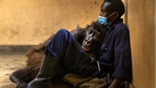 Ndakasi, Mountain Gorilla in Viral Photo, Dies in Her Caretaker's Arms at 14. See Heartbreaking PICS Here