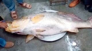 Giant 75 Kg 'Telia Bhola' Fish Caught in Sunderbans River, Sold For Over Rs 36 Lakh