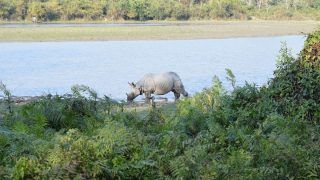 Good News for Travellers: Assam Reopens Kaziranga And Other Wildlife Tourist Spots For Visitors