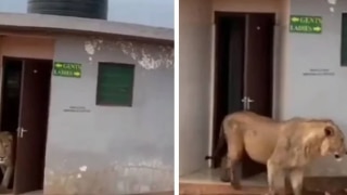 Viral Video: Lion Spotted Walking Out of Public Toilet, Leaves Netizens Amused | Watch