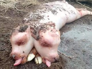 Two-Headed Calf With Pig-like Body & Double Tongue Born in Russia, Dies Few Days Later