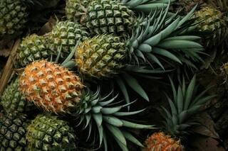 Can Vegan Leather be Produced From Pineapple? Meghalaya Govt All Set to Explore It