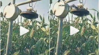 Viral Video: Farmer's Desi Jugaad to Drive Away Birds From Crops Impresses The Internet | Watch