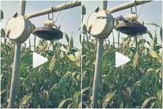 Viral Video: Farmer's Desi Jugaad to Drive Away Birds From Crops Impresses The Internet | Watch