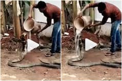 Viral Video: Man Gives Bath & Feeds Water to Thirsty Cobra, His Kindness Wins Hearts | Watch