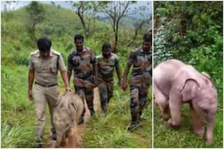 Forest Officers Help Injured Baby Elephant Reunite With Mother, Video Wins Hearts | Watch