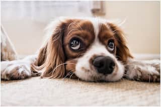 Anxiety Issues in Pets: Does Your Dog/ Cat Feel Anxious? How to Find Out And What to do?