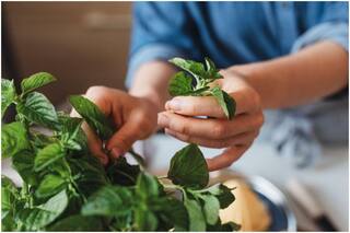 16 Reasons How Mint is the Perfect 'Go-to Herb For All Seasons'